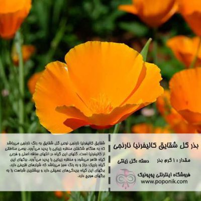 گل شقایق نارنجی گل شقایق نارنجی