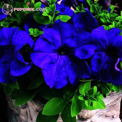 گل اطلسی آبی