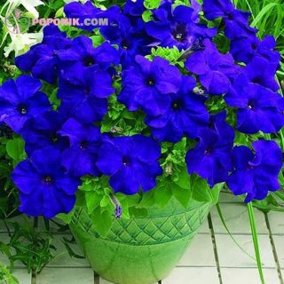 گل اطلسی آبی در گلدان
