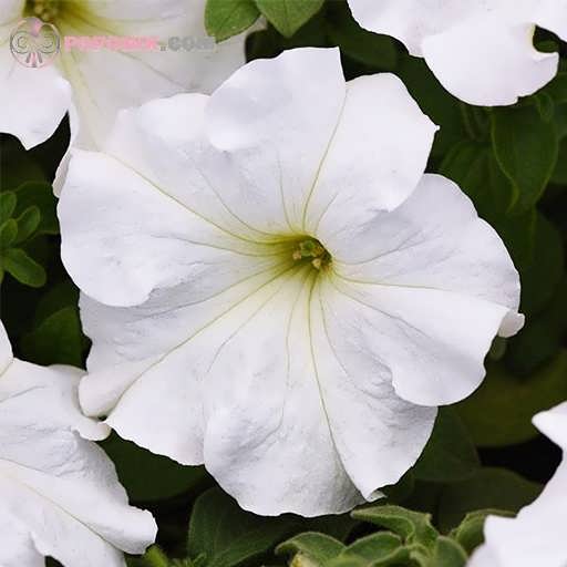 گل اطلسی سفید