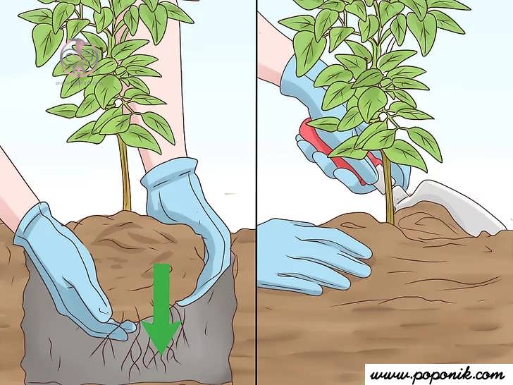 قرار دادن ریشه ها در خاک