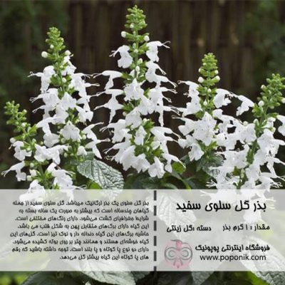 گل سلوی سفید