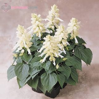 بذر گل سلوی سفید