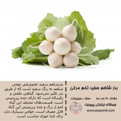 turnip-white-egg