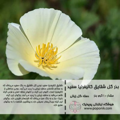 گل شقایق کالیفرنیا سفید گل شقایق کالیفرنیا سفید