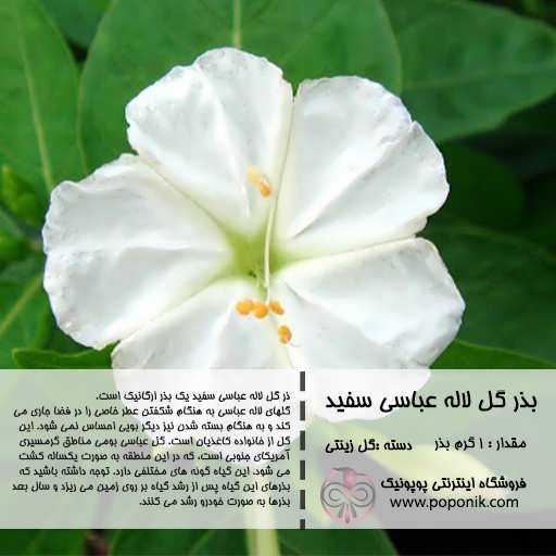 گل لاله عباسی سفید