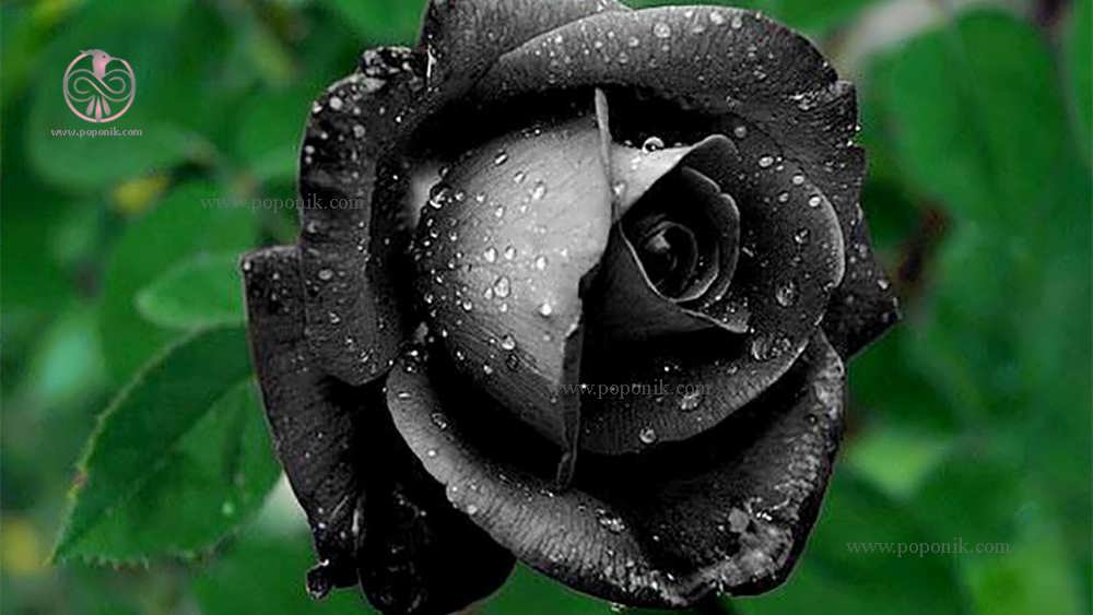 گل زیبای رز سیاه