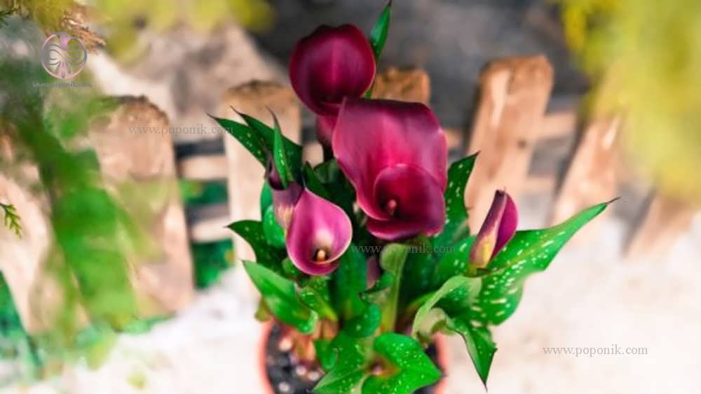 گل های شیپوری (Calla lilies /Zantedeschia aethiopica)