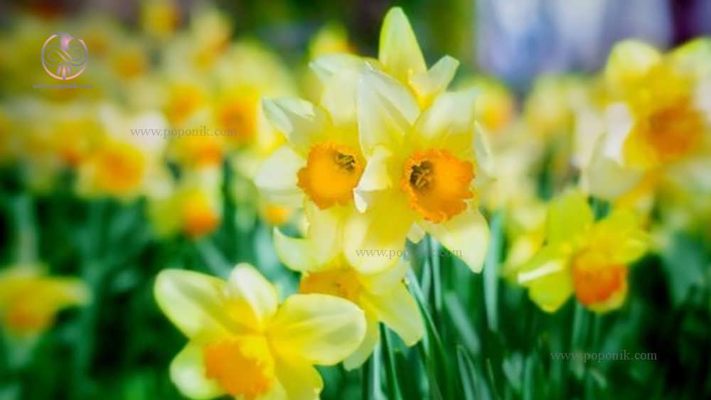 گل های نرگس (Daffodils /Narcissus)