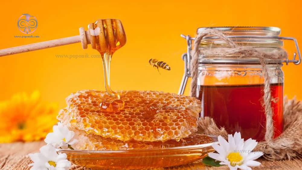 انواع عسل خوشمزه سرشار از خاصیت