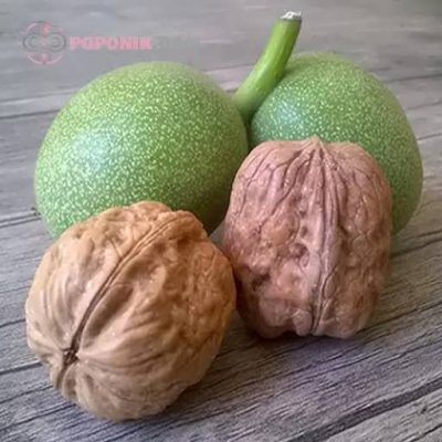 گردو فرنته خوشمزه گردو فرنته خوشمزه