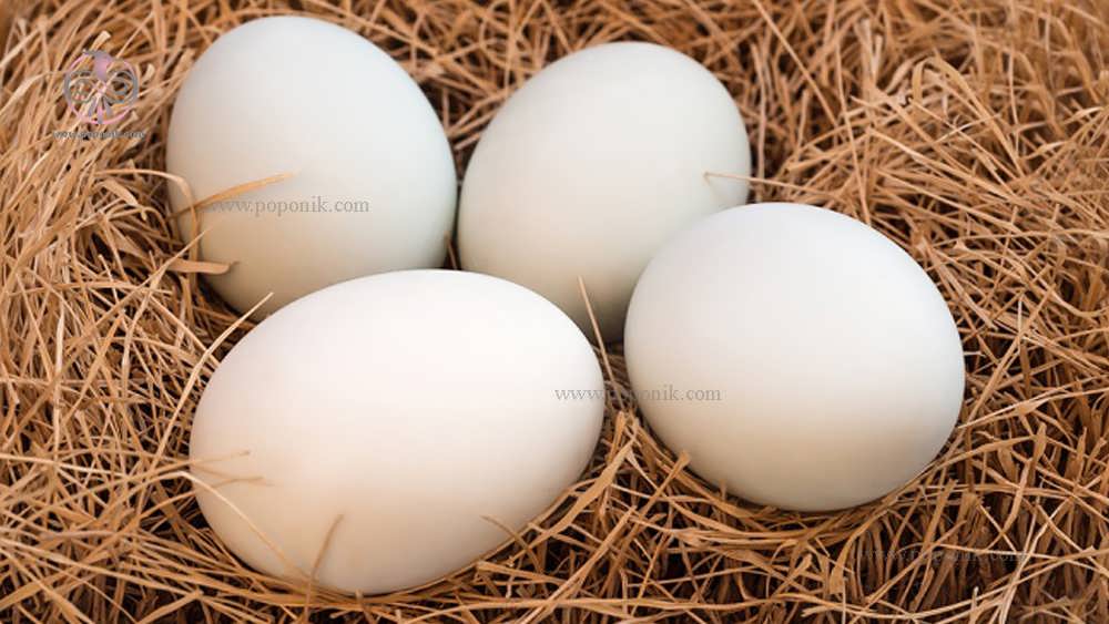 تخم اردک سرشار از کلسیم