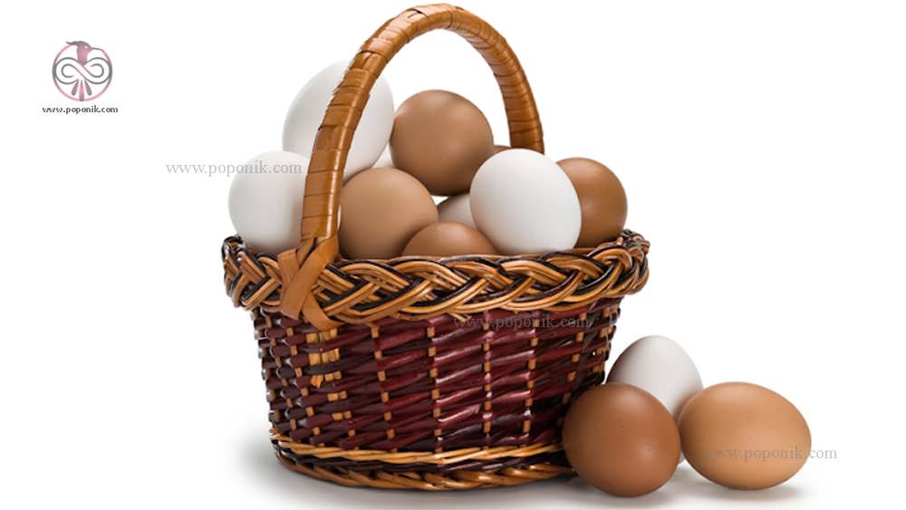 تخم مرغ های سفید و قهوه ای