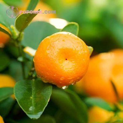 نارنگی مورکات تازه نارنگی مورکات تازه