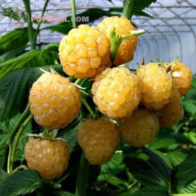 نهال رزبری زرد نهال رزبری زرد