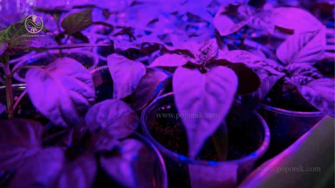 پرورش سبزیجات توسط نورهای مصنوعی