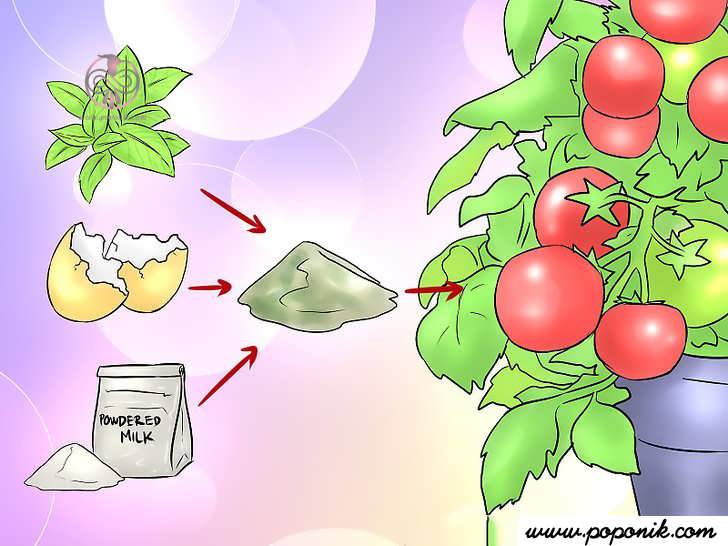 تقویت کننده بوته گوجه فرنگی