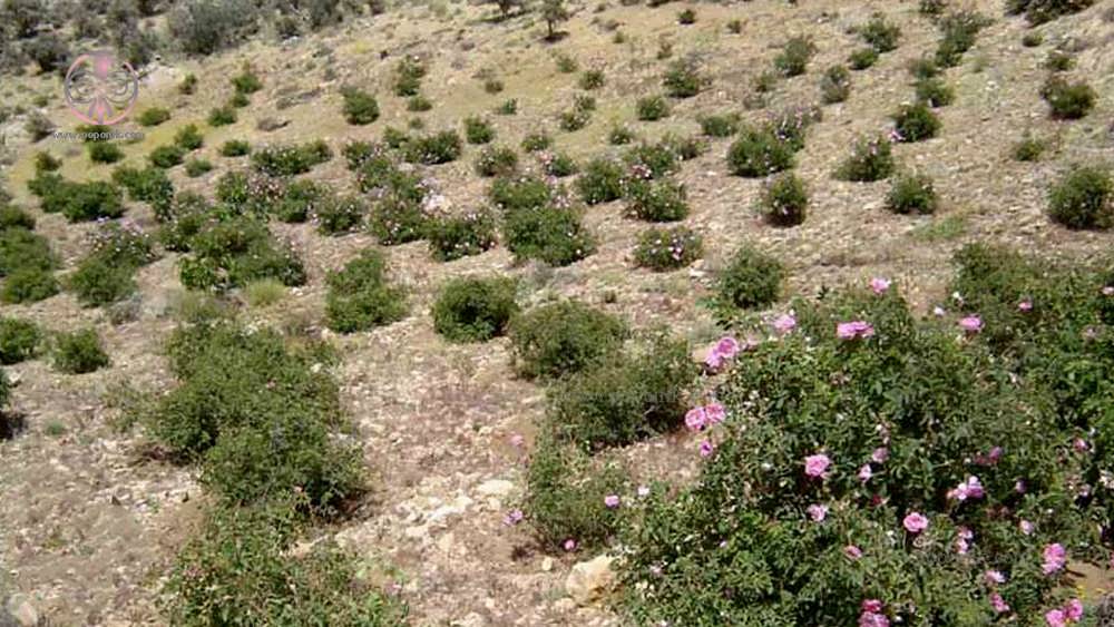 مزرعه کاشت گل محمدی