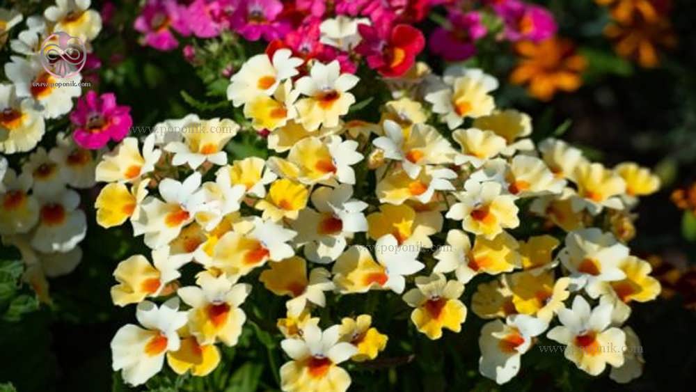 گل های نامزیا (Nemesia /Nemesia caerulea)