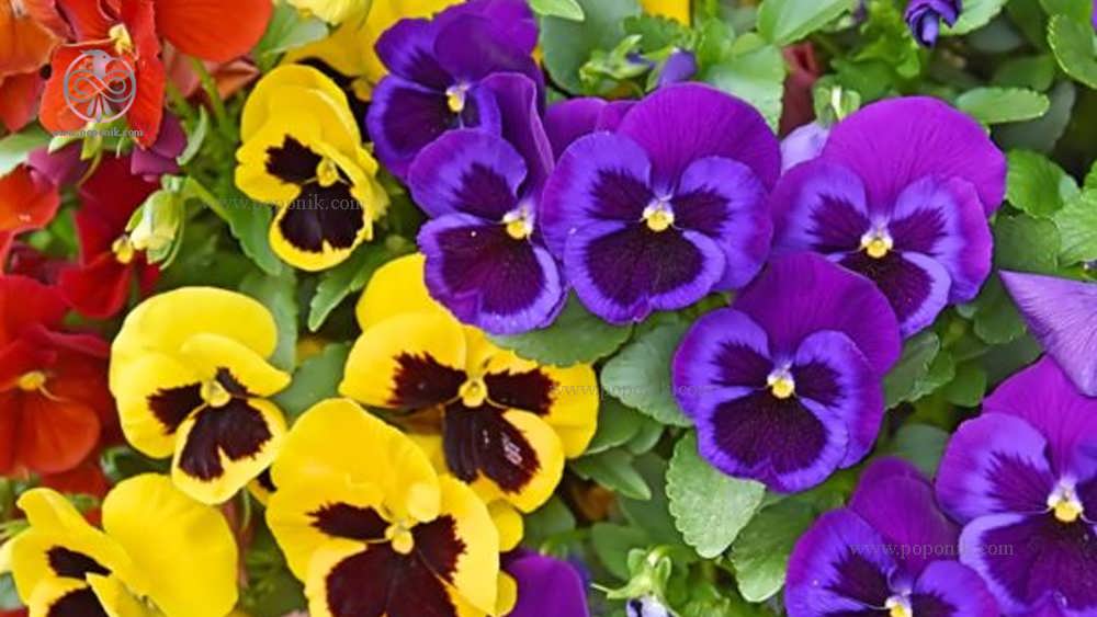 گل های بنفشه سه رنگ (Pansies /Viola tricolor)