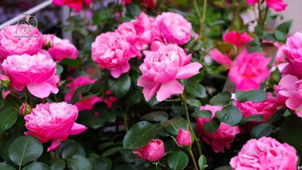 گل های رز صورتی (Roses /Rosa)