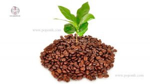 کاشت گیاه در تفاله قهوه