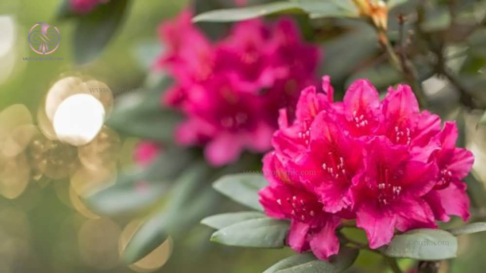 کل های خرزهره هندی (Rhododendron /Rhododendron ferrugineum)