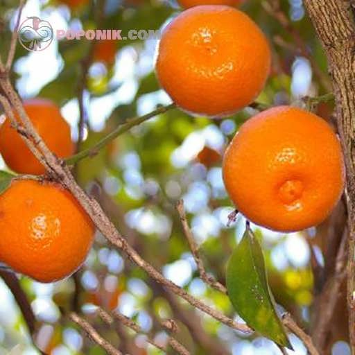 نارنگی چینی روی درخت