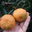 نارنگی یافا در دست