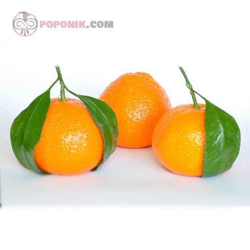 نارنگی لی