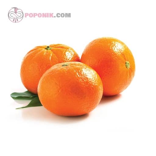 نارنگی فلسطینی