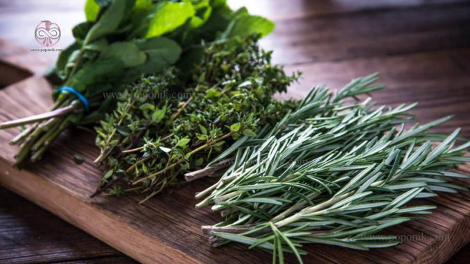 27 نوع گیاه به عنوان افزودنی برای درست کردن غذاهای شگفت انگیز