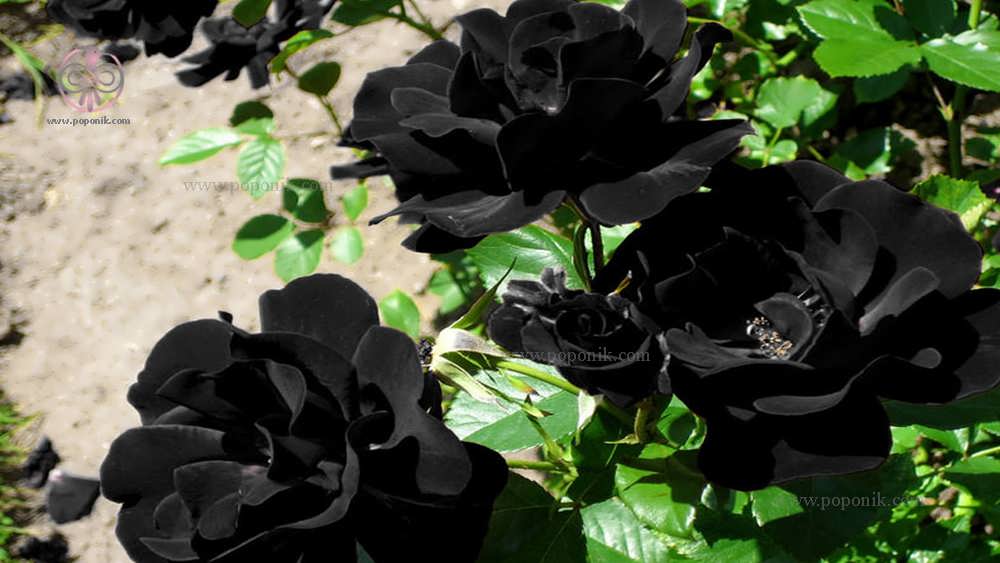 پرورش گل رز سیاه