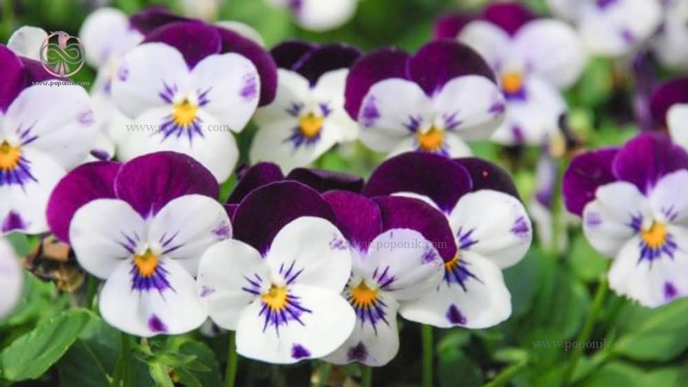 گل های بنفشه وحشی (Violas /Violaceae)