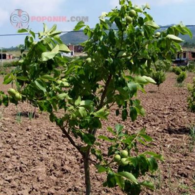 کاشت نهال گردو فرنته کاشت نهال گردو فرنته