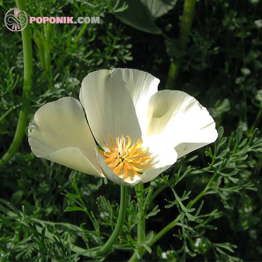 گل شقایق کالیفرنیا سفید