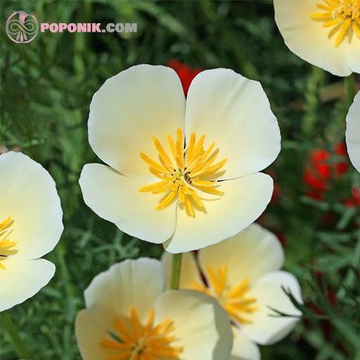گل شقایق کالیفرنیا سفید