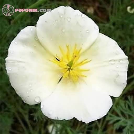 بذر گل شقایق کالیفرنیا سفید