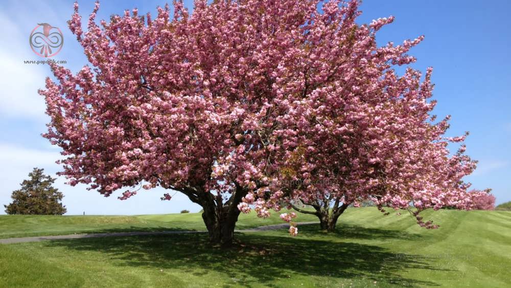 شکوفه دهی درخت آلبالو