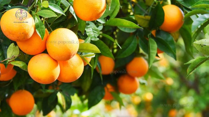 همه چیز درباره درخت پرتقال