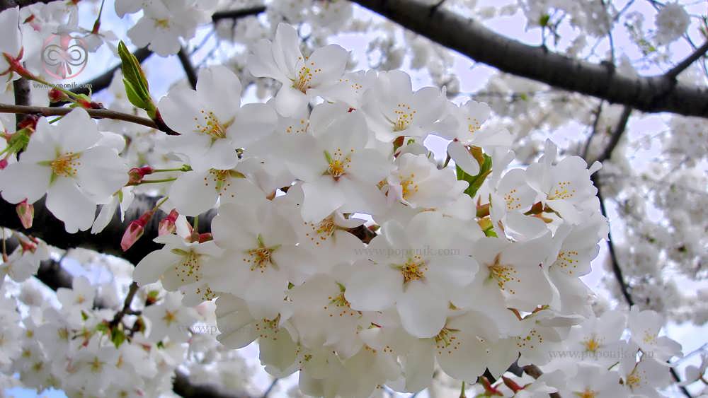 شکوفه دهی درخت بادام