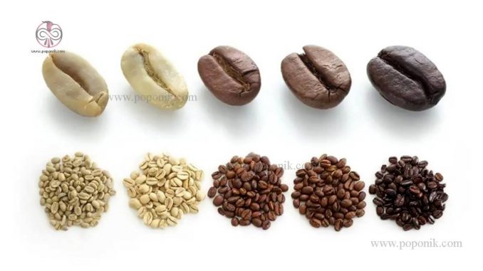 معرفی دانه های مختلف قهوه