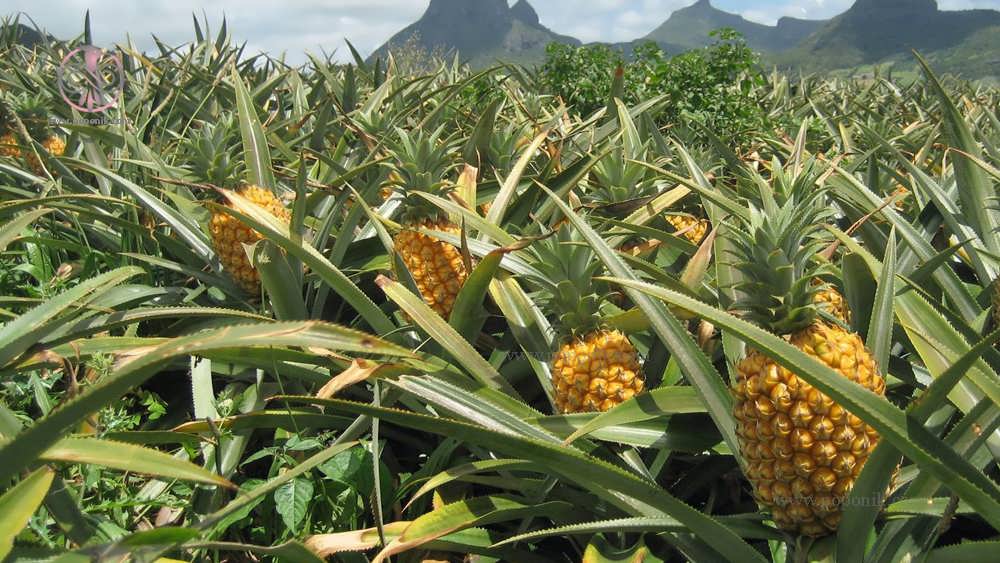 پرورش میوه آناناس