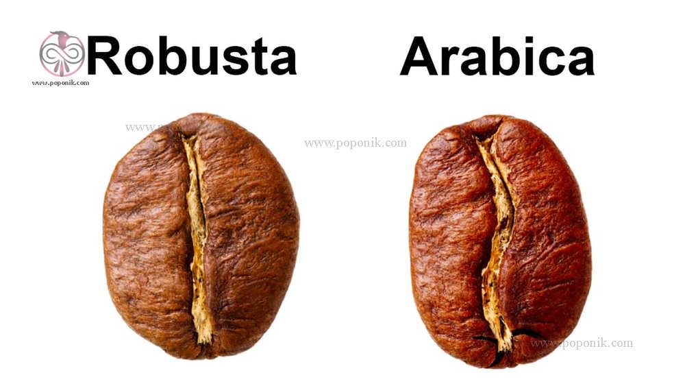 دانه ها ی قهوه عربیکا و روبوستا