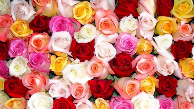 رنگ های مختلف گل رز