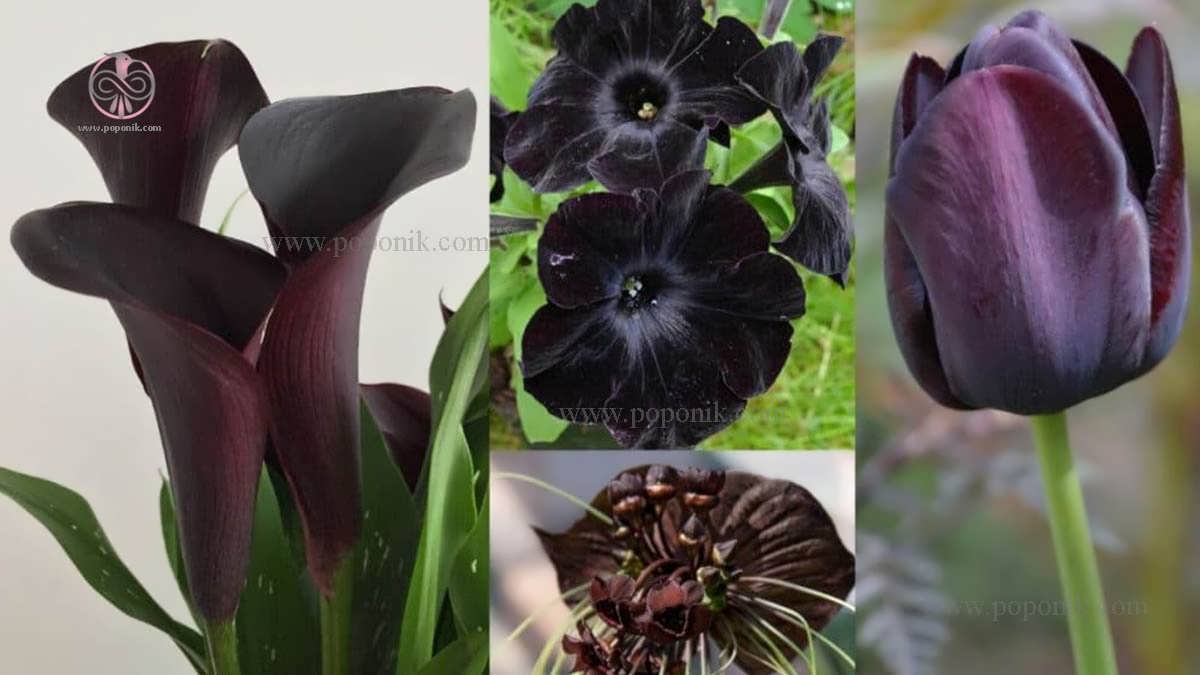 گل های سیاه