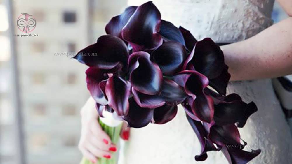 گل شیپوری سیاه