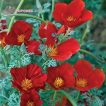 گل شقایق کالیفرنیایی قرمز با طراوت