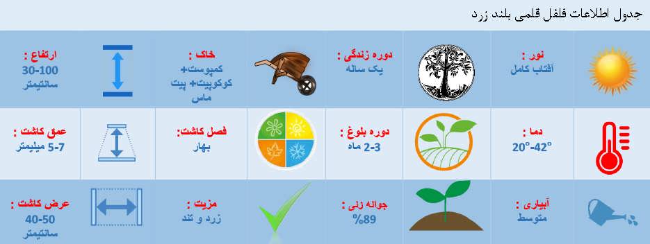 جدول اطلاعات فلفل قلمی بلند زرد