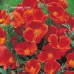 گل شقایق کالیفرنیایی قرمز